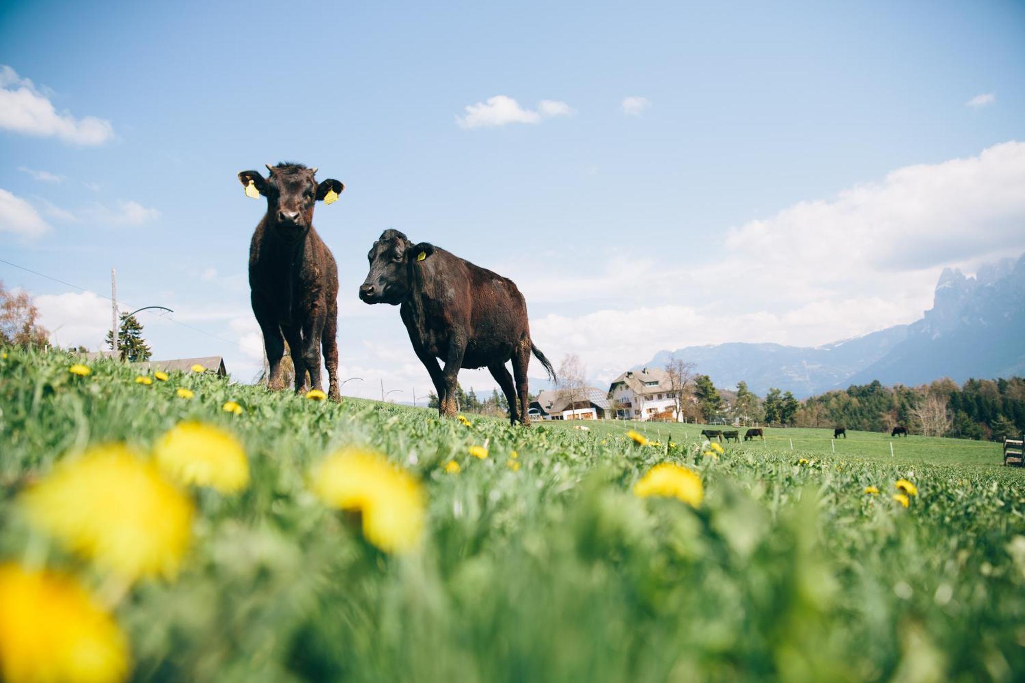 Alpin Farm Linde - Oberweidacherhof Collalbo Εξωτερικό φωτογραφία
