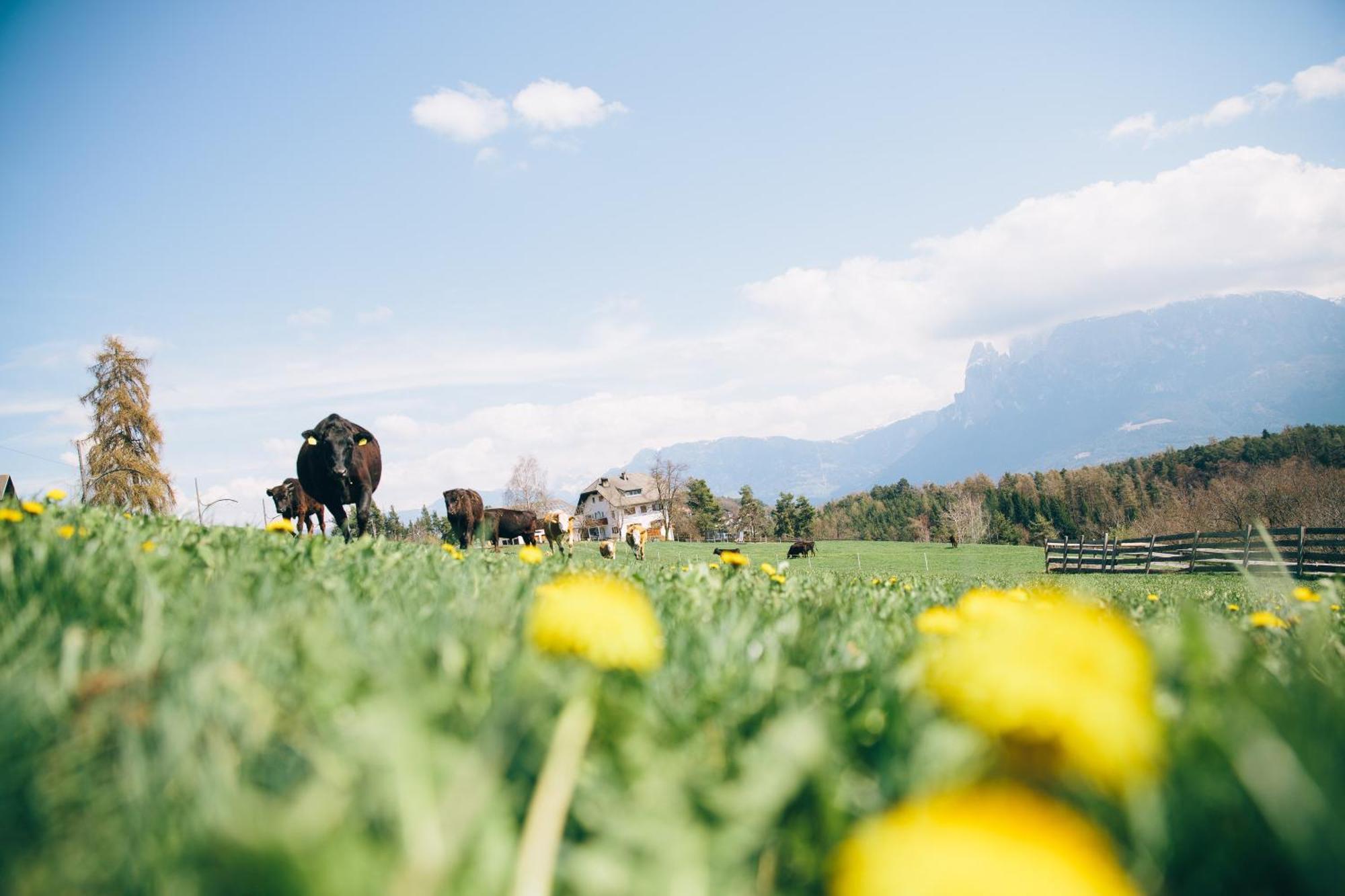 Alpin Farm Linde - Oberweidacherhof Collalbo Εξωτερικό φωτογραφία