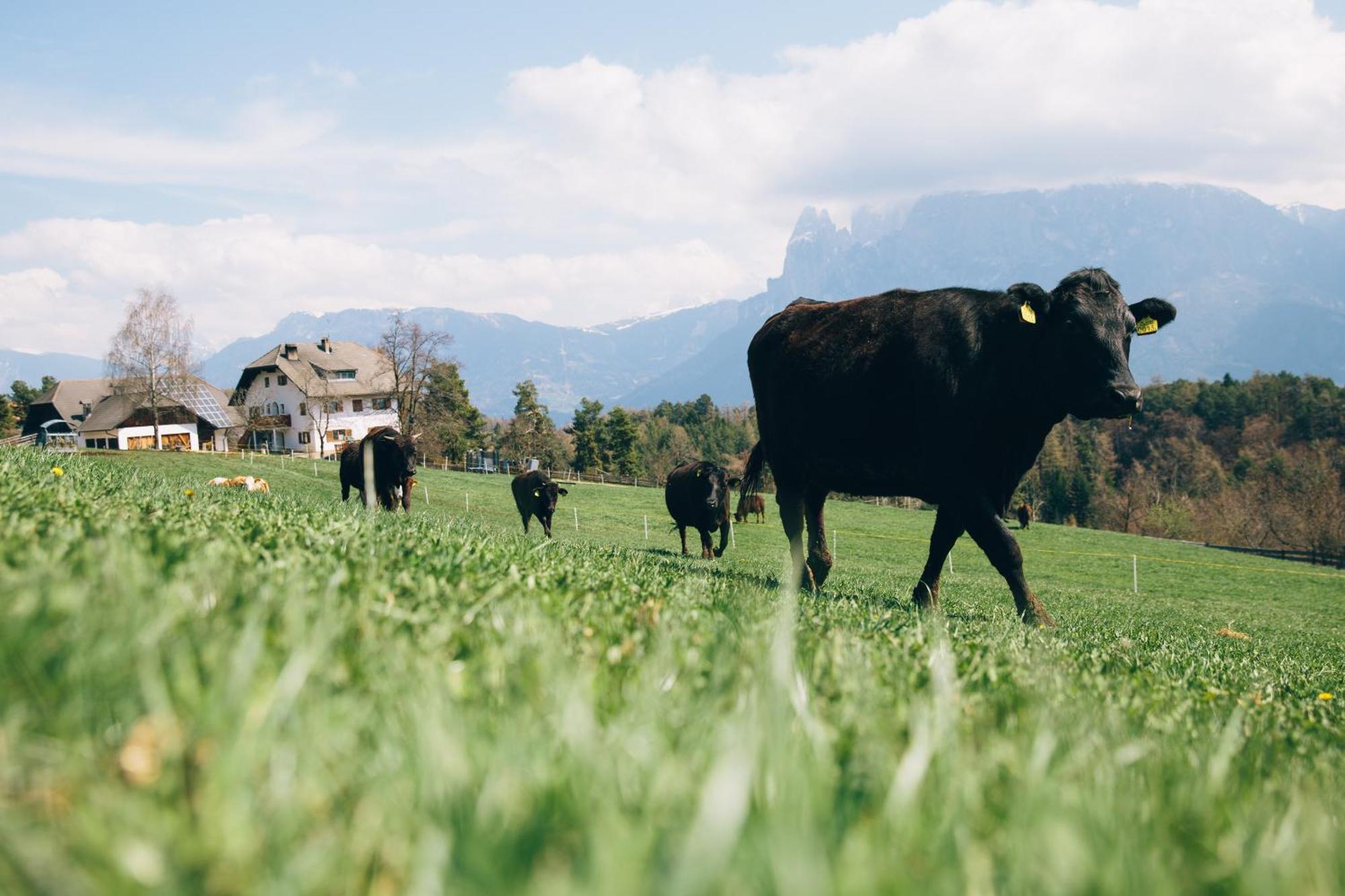 Alpin Farm Linde - Oberweidacherhof Collalbo Εξωτερικό φωτογραφία